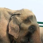 Family Delhi Heritage and Wildlife Tour in Mathura SOS - What Travelers Can Expect