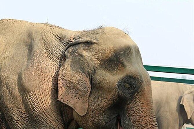 Family Delhi Heritage and Wildlife Tour in Mathura SOS - What Travelers Can Expect