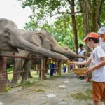Feed Me Banana Elephant Experience Short Activity - What to Expect During the Experience