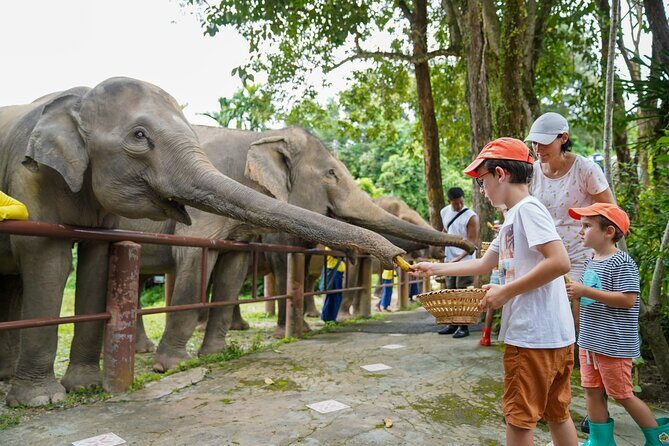 Feed Me Banana Elephant Experience Short Activity - What to Expect During the Experience