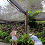 FIJI: Garden of the Sleeping Giant Tour - Practical Details and Tips