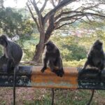 Fireflies and Kuala Selangor Tour Including Dinner - Who Should Consider This Tour?