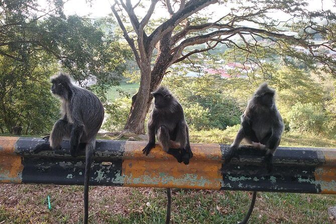 Fireflies and Kuala Selangor Tour Including Dinner - Who Should Consider This Tour?