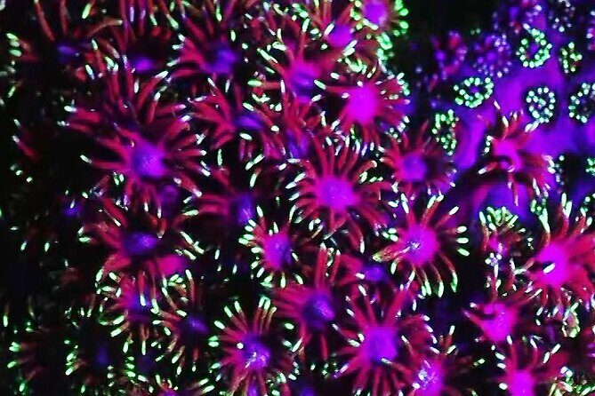 Fluorescent diving with ultraviolet dive lights - Why This Tour Is Special