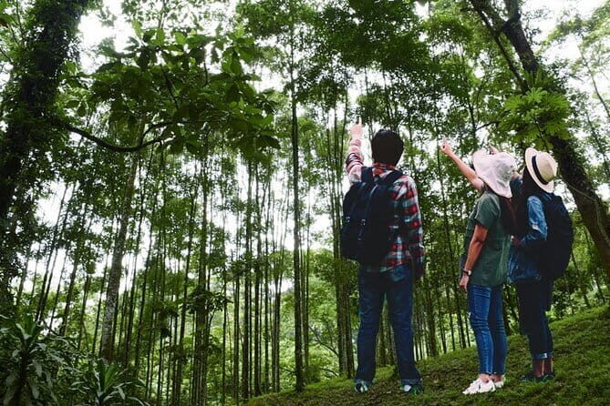 Forest Research Institute Malaysia (FRIM) Nature Trekking Tour - Assessing the Value: Is This Tour Worth It?