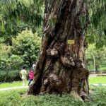 Fragrance Walk and Botany of Ancient Texts Tour - FAQ