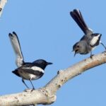 Frasers Hill 3 Days Birdwatching - Practical Details and Value