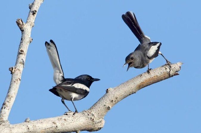 Frasers Hill 3 Days Birdwatching - Practical Details and Value