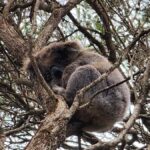 From Adelaide: Premium 2-Day Kangaroo Island Minibus Tour - Transportation and Group Size: Why It Matters