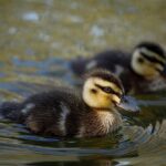 From Adelaide: Ultimate SA Birding & Nature Discovery Tour - What We Think About the Experience