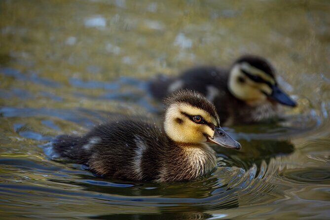 From Adelaide: Ultimate SA Birding & Nature Discovery Tour - What We Think About the Experience