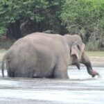 From Anuradhapura : Wilpattu Wild Haven Full-Day Safari - The Sum Up