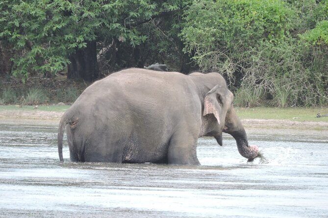 From Anuradhapura : Wilpattu Wild Haven Full-Day Safari - The Sum Up