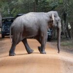 From Anuradhapura:Wilpattu Full-Day Wildlife Safari. - Exploring the Itinerary