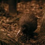 From Auckland: Waitomo Caves and Kiwi House Group Tour - Exploring the Itinerary in Detail