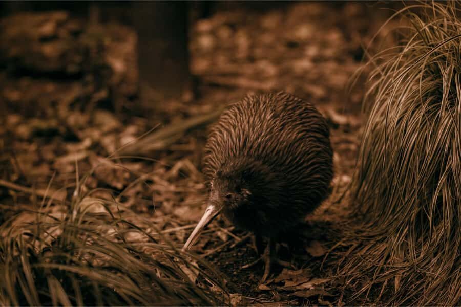 From Auckland: Waitomo Caves and Kiwi House Group Tour - Exploring the Itinerary in Detail