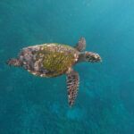 From Bali to Nusa Penida and Snorkel with Manta Ray + Lunch - Practical Aspects of the Tour