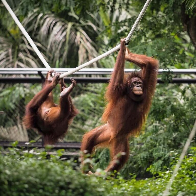 From Bali: Zoo Breakfast with Orangutans & Elephant Bath - Why This Tour Works