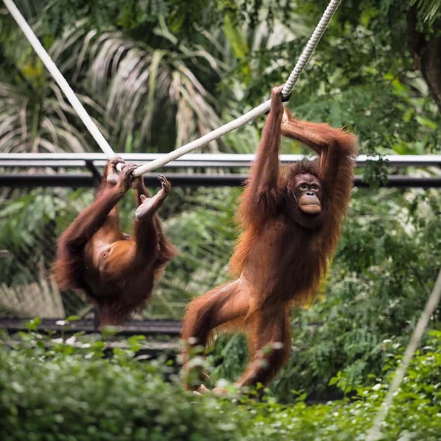 From Bali: Zoo Breakfast with Orangutans & Elephant Bath - Why This Tour Works