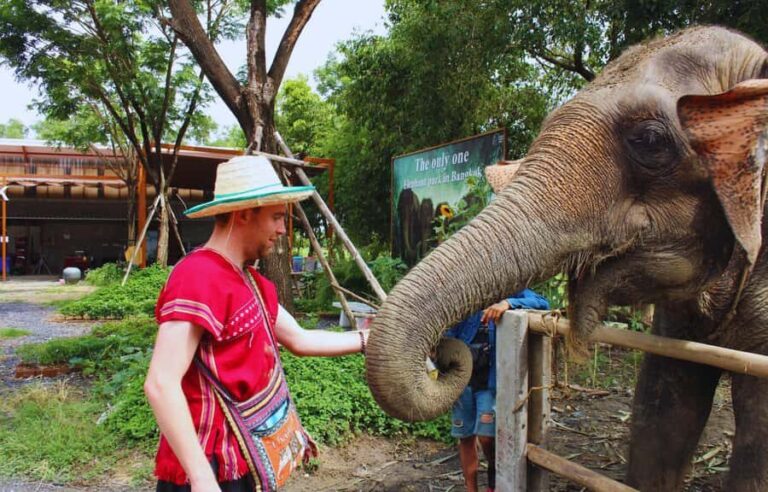 From Bangkok: Elephant Park Tour with Feeding & Mud Spa - The Experience in Detail