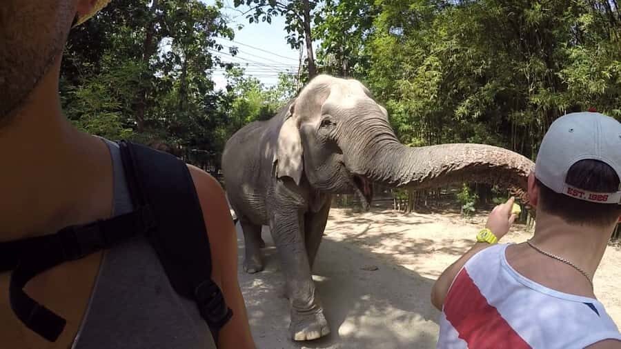 From Bangkok: Wildlife Rescue and Elephant Rescue Tour - A Closer Look at the Wildlife Rescue and Elephant Refuge Tour