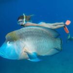 From Cairns: Great Barrier Reef Pontoon Experience - Authentic Insights from Reviews