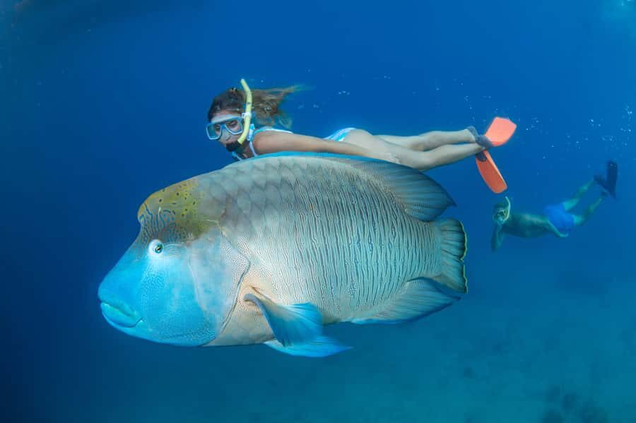 From Cairns: Great Barrier Reef Pontoon Experience - Authentic Insights from Reviews