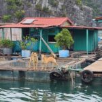 From Cat Ba Island Explore Lan Ha Bay with D'Charme Luxury Cruise - Analyzing the Value and Practicalities