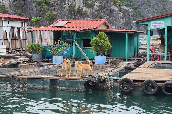 From Cat Ba Island Explore Lan Ha Bay with D'Charme Luxury Cruise - Analyzing the Value and Practicalities