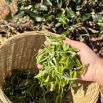 From Chengdu: Tea Garden, Bamboo Weaving & Ancient Town Tour - Practical Details: What You Need to Know