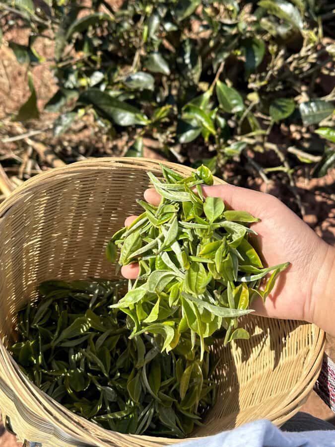 From Chengdu: Tea Garden, Bamboo Weaving & Ancient Town Tour - Practical Details: What You Need to Know