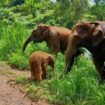 From Chiang Mai: Chiang Mai Elephant Care Morning Program - The Role of Guides and Reviews