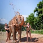 From Chiang Mai: Elephant Jungle Sanctuary Tour & Lunch - The Value of This Tour