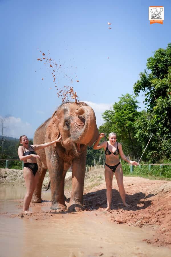 From Chiang Mai: Elephant Jungle Sanctuary Tour & Lunch - The Value of This Tour