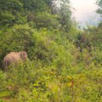 From Chiang Mai: Elephant Sanctuary & Pad Thai Workshop - The Experience in Detail