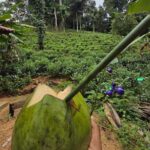 From Colombo: Sinharaja Kithul Toddy Tasting & Stream Bath - An In-Depth Look at the Tour Experience