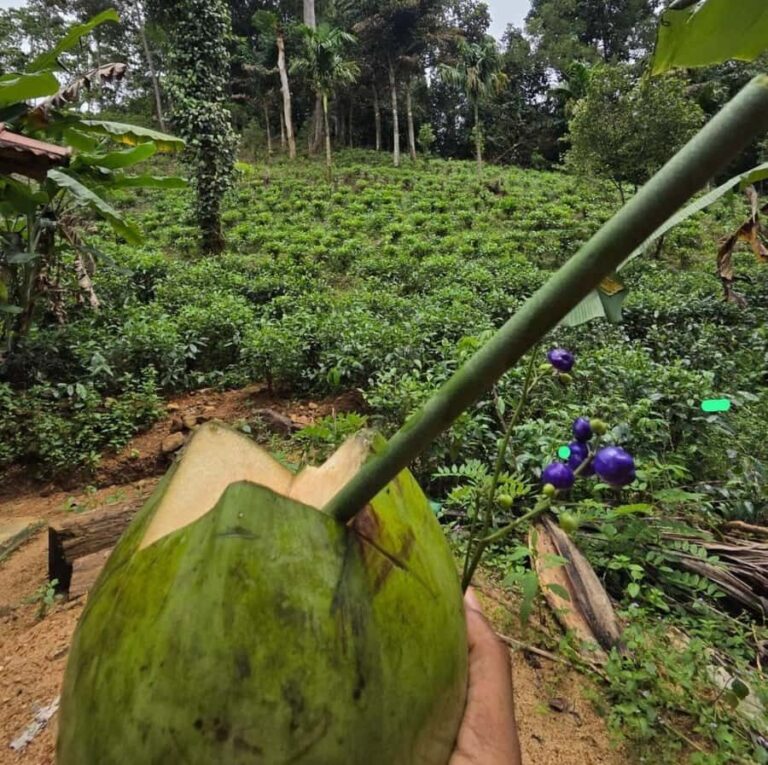 From Colombo: Sinharaja Kithul Toddy Tasting & Stream Bath - An In-Depth Look at the Tour Experience