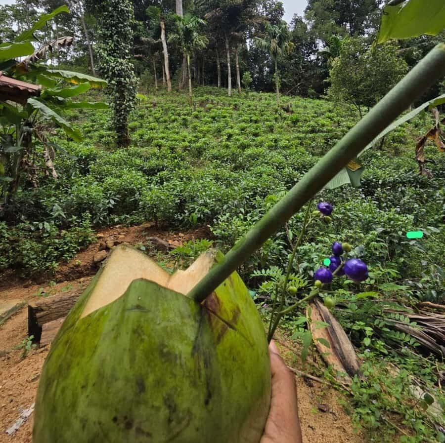 From Colombo: Sinharaja Kithul Toddy Tasting & Stream Bath - An In-Depth Look at the Tour Experience