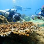 From Da Nang: Snorkeling & Island Hopping Tour by Speedboat - Practical Aspects & Value
