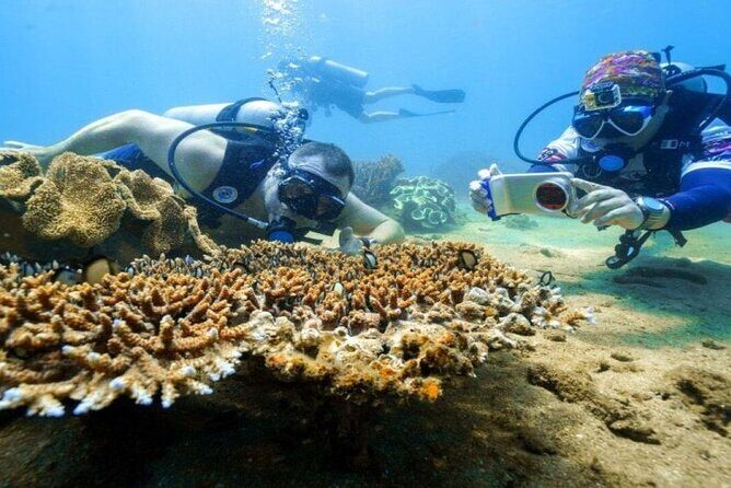 From Da Nang: Snorkeling & Island Hopping Tour by Speedboat - Practical Aspects & Value