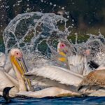 From Delhi: 5-Day Golden Triangle, Safari & Birds Tour - Practical Details and What Travelers Can Expect