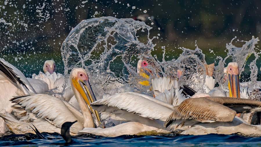 From Delhi: 5-Day Golden Triangle, Safari & Birds Tour - Practical Details and What Travelers Can Expect