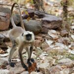 From Delhi 5 Days Private Golden Triangle Tour With Ranthambore - The Sum Up