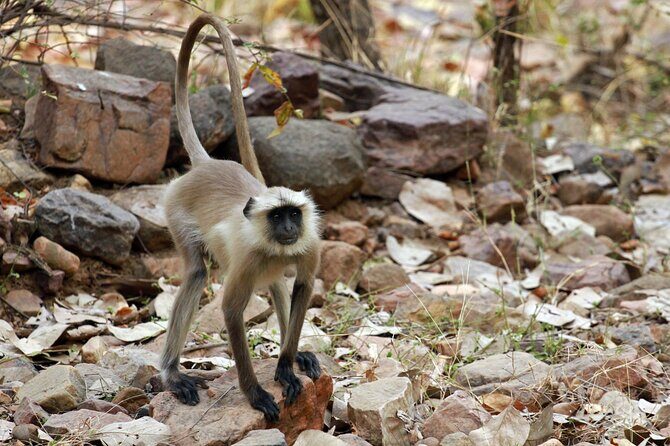 From Delhi 5 Days Private Golden Triangle Tour With Ranthambore - The Sum Up