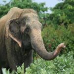 From Delhi: Day Trip to Taj Mahal, Agra Fort & Elephant SOS - The Itinerary Breakdown: What to Expect