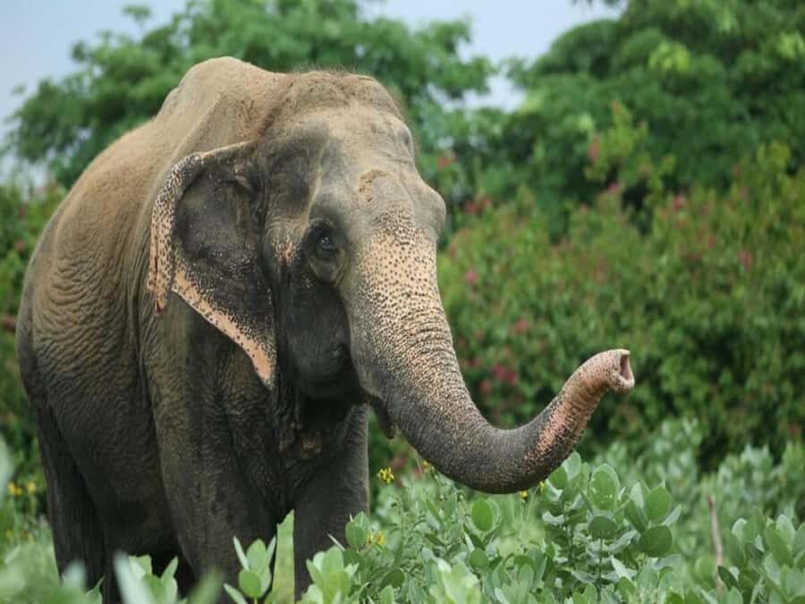 From Delhi: Day Trip to Taj Mahal, Agra Fort & Elephant SOS - The Itinerary Breakdown: What to Expect