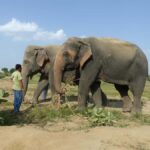 From Delhi: Sunrise Taj Mahal & Elephant Sanctuary Day Trip - Transportation and Logistics