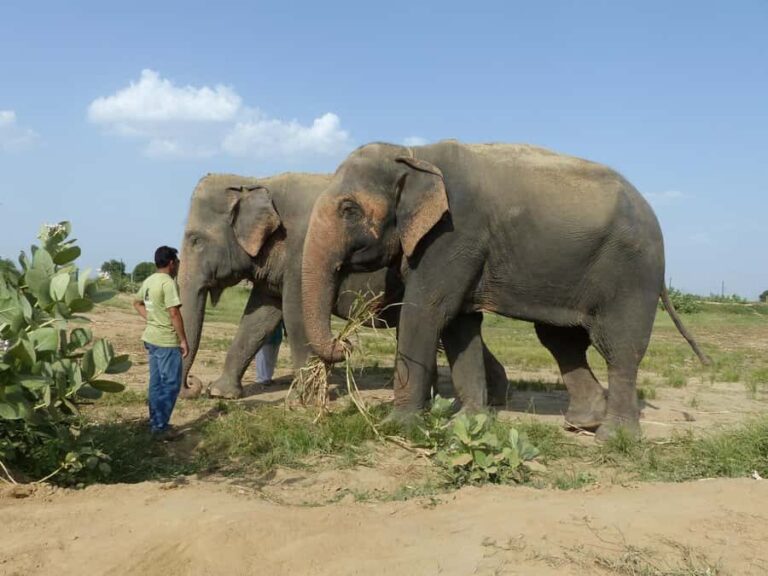 From Delhi: Sunrise Taj Mahal & Elephant Sanctuary Day Trip - Transportation and Logistics