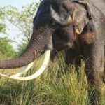 From Delhi: Taj Mahal & Agra Tour with Elephant Wildlife SOS - Why This Tour Offers Great Value