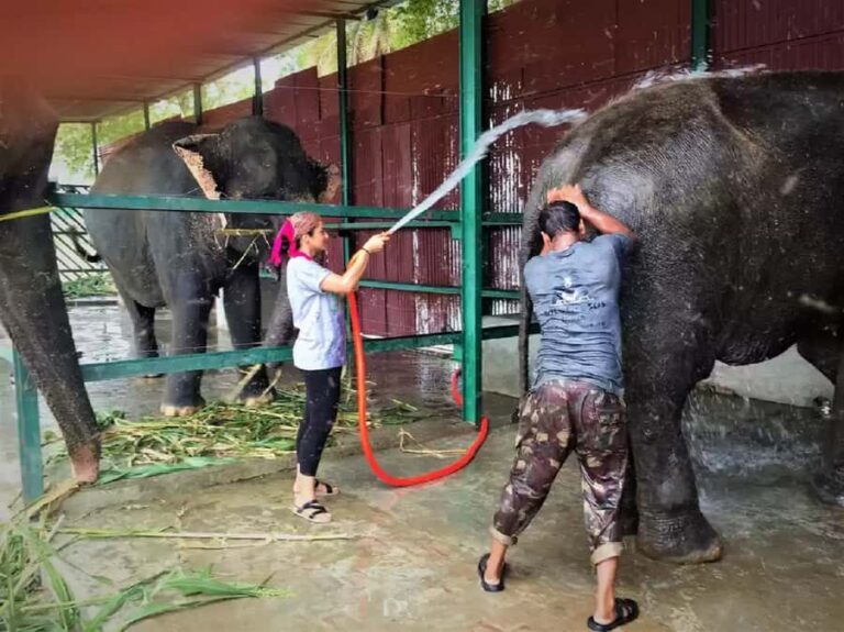 From Delhi: Taj Mahal & Agra Tour with Elephant Wildlife SOS - The Overall Experience